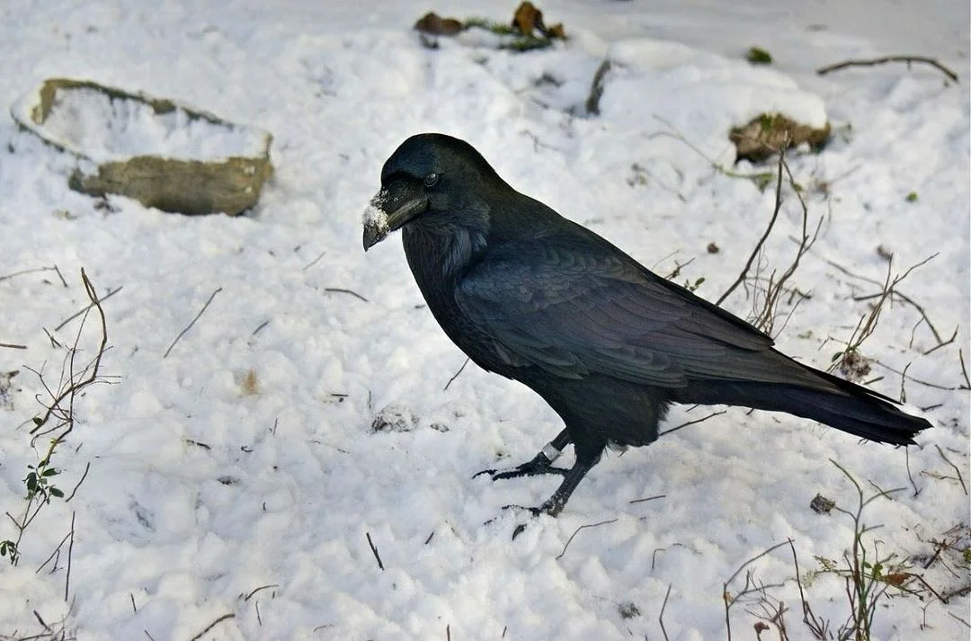 Зимующие птицы на территории национального парка