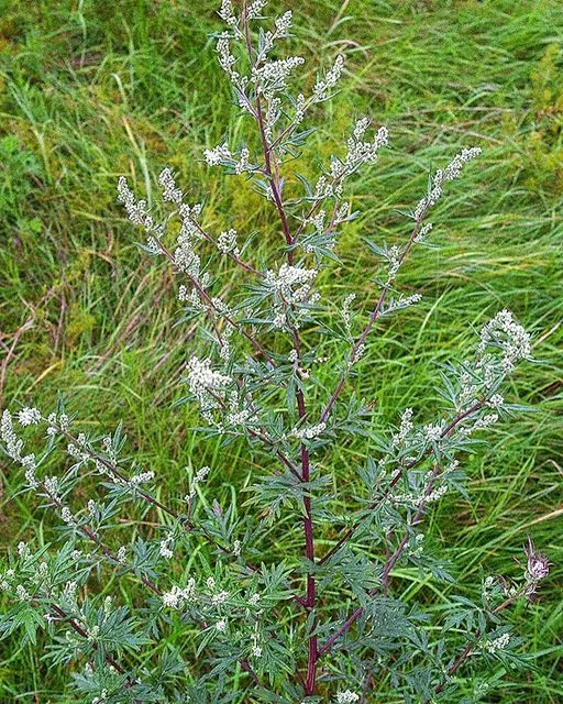 Черная полынь, полынь обыкновенная (лат. Artemisia fragrans) - многолетнее растение, принадлежащее к роду полынь, роду астры