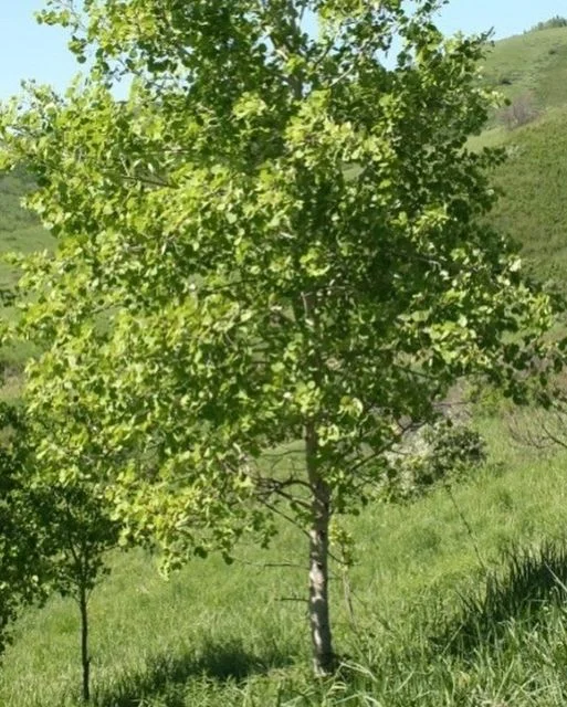 Осина обыкновенная (лат. Populus tremula) - вид тополя, относящийся к семейству Ив.