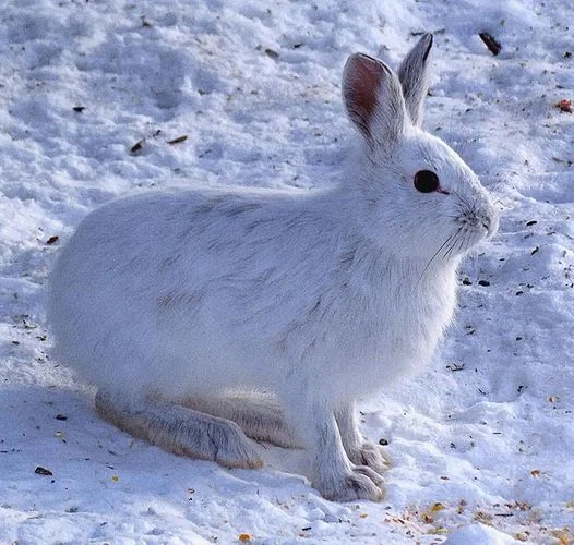 Белый кролик (лат. Lepus timidus) - вид семейства кроличьих