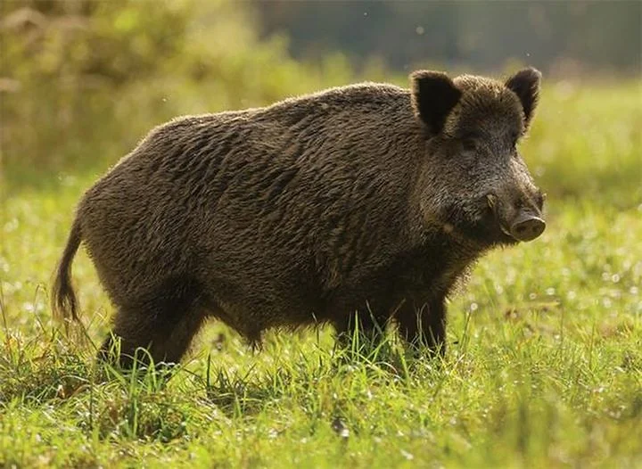 Wild pig, boar ,pig (lat. Sus scrofa) is an animal belonging to the order of pairfowl of the class of mammals