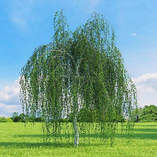 Парша Береза, Березка повислая (лат. Bétula péndula) - дерево семейства Березовых