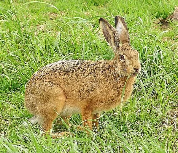 Or rabbit (lat. Lepus europaeus) is a species of a relative of rabbits, the largest of all rabbits.