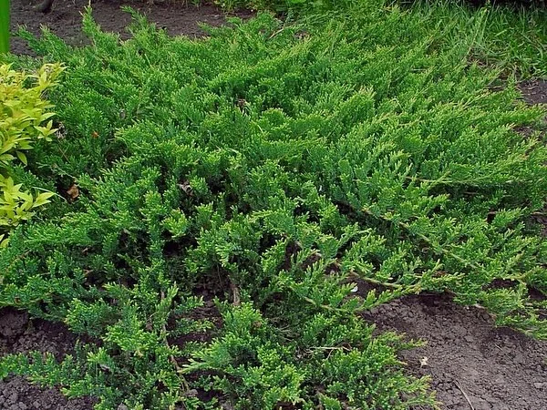 Можжевельник обыкновенный (Juniperus communis) - хвойное дерево или кустарник, принадлежащий к семейству можжевельников семейства кипарисовых