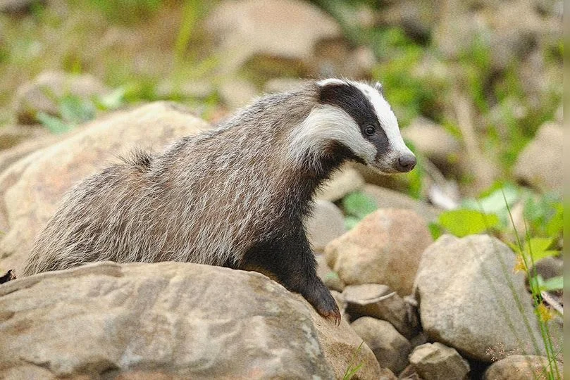 Badger (lat. Meles is a carnivorous mammal of the marten family