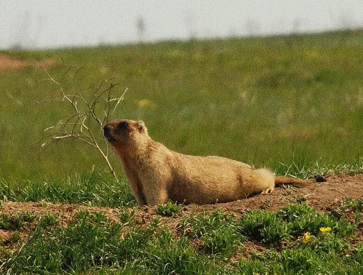 Steppe Marmot, baibak (lat. Marmota bobak is a mammal of the Marmot family