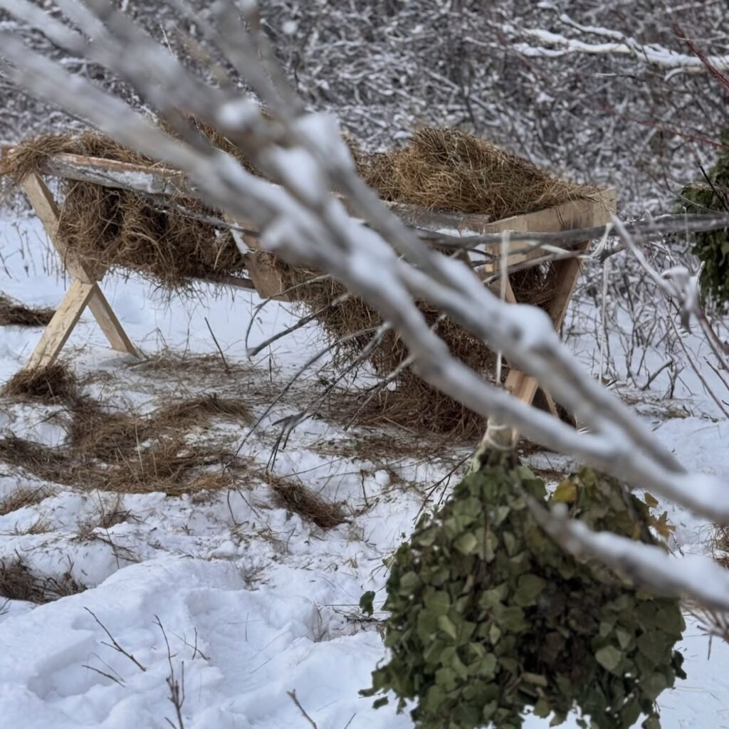 🔹 Табиғатты қорғауға бағытталған биотехникалық іс-шаралар барысынан көрініс 🌱🦌