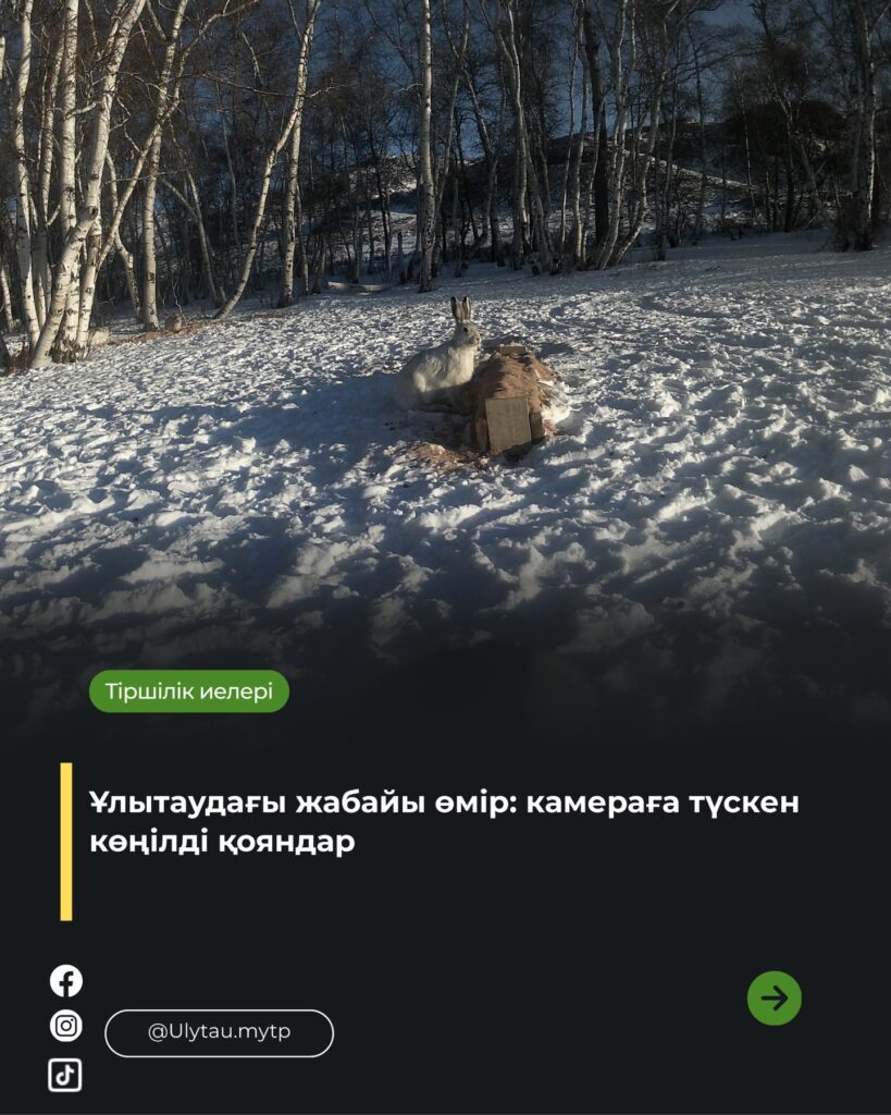 🔹 Фототұзаққа түскен табиғи сәт: ойнақтаған қояндар Ұлытау мемлекеттік ұлттық&hellip;