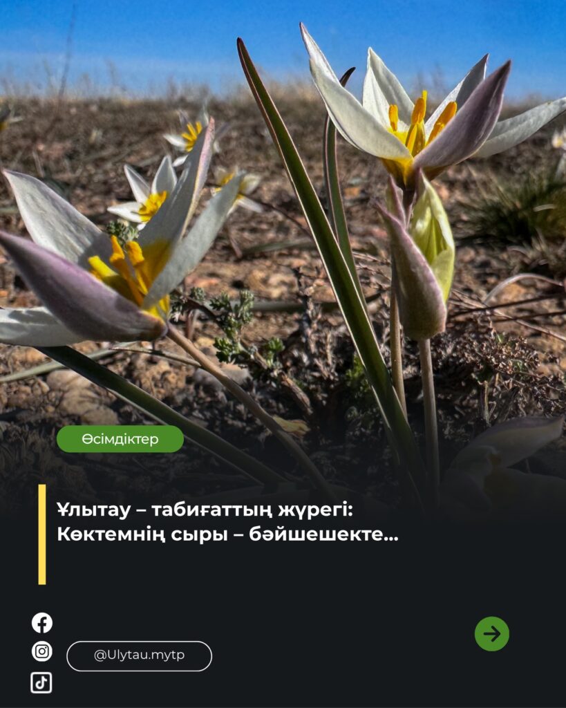 🔹 Ұлытау төрінде көктемнің алғашқы лебі сезіледі …Ұлытау мемлекеттік ұлттық…
