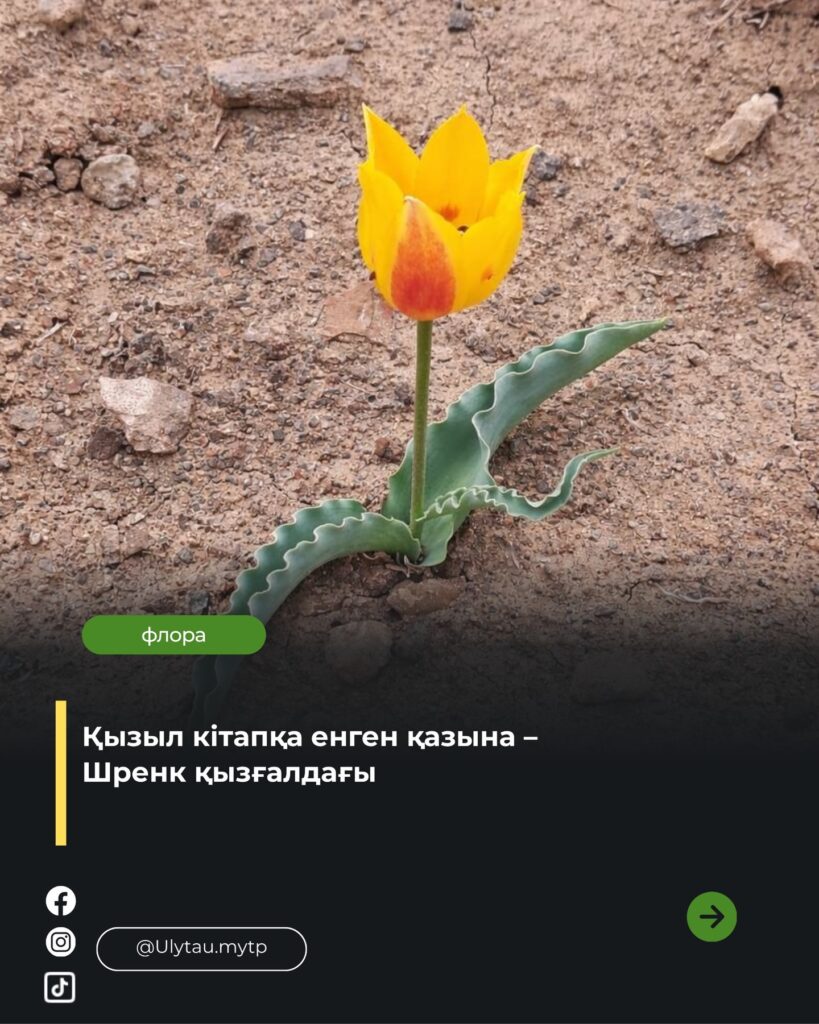 🌷 Даланың үнсіз жауһары – Шренк қызғалдағы Көктем келіп, дала…