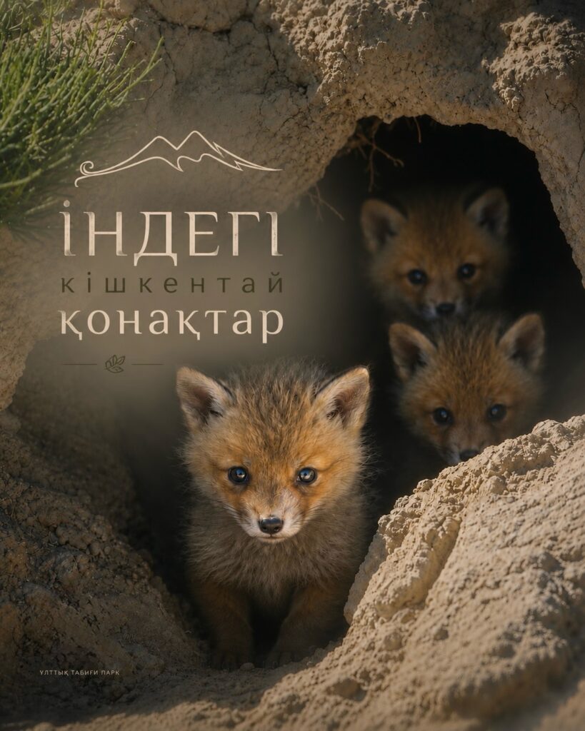 🦊 Табиғаттың тыныш сәті… Ұлытау даласында іннен сығалаған кішкентай түлкі…
