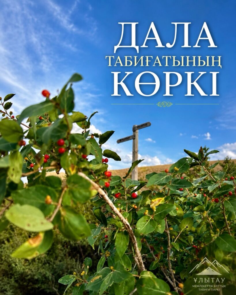 🌿 Дала табиғатының көркі Ұлытау табиғаты – сан алуан өсімдіктер…