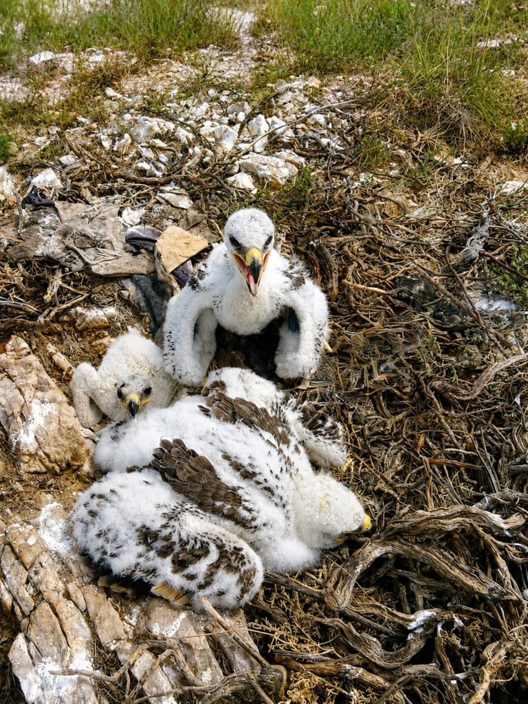 🦅 Қызыл кітапқа енген дала қыранының балапандары объективке ілінді ✨…