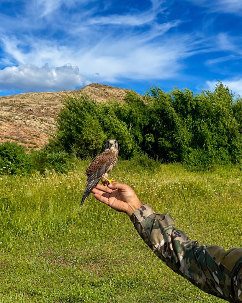 🦅 Кәдімгі күйкентай – табиғаттың қырағы қыраны 🦅 Сіз білесіз&hellip;
